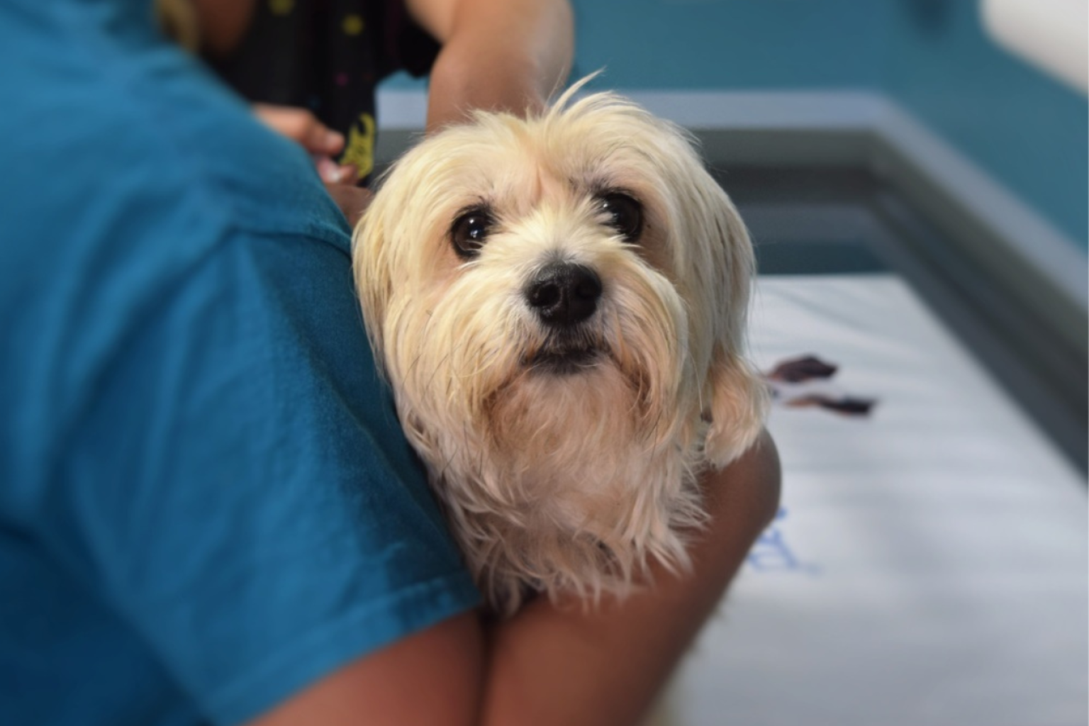 Infecciones de orina en perros Una enfermedad demasiado común